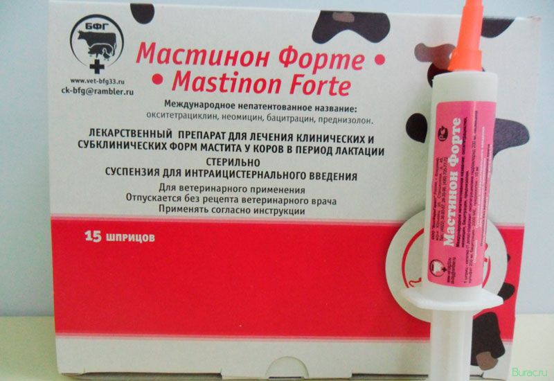мастиет, форте, собак