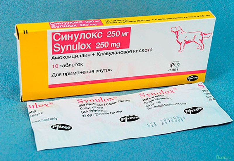 синулокс, собак, собака